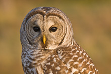 Barred Owl